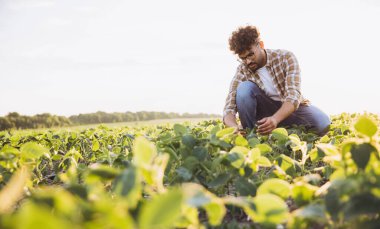 Young agronomist crouching and inspecting the growth of soybean plants in a cultivated field during a sunny day