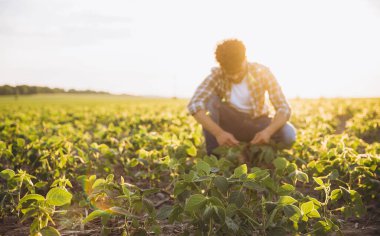 Agronomist crouching in a soybean field, carefully examining crops under the warm glow of golden hour sunlight, showcasing sustainable farming practices