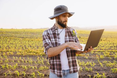 Bearded farmer using laptop in corn field, implementing modern technology for precision agriculture and smart farming techniques