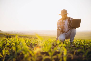 Bearded agronomist crouching in corn field using laptop at sunset, inspecting crops and collecting data