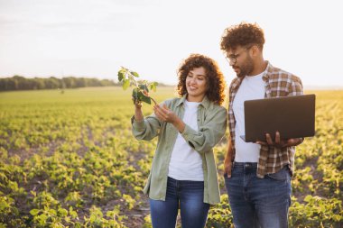 Two agronomists analyzing a soybean plant and using a laptop in a cultivated field, implementing innovative agricultural techniques