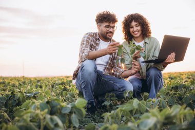 Two agronomists are squatting in a soybean field at sunset, examining a plant and consulting a laptop