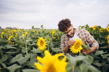Young agronomist analyzing sunflowers in a vibrant field, assessing the health and growth of crops under a sunny sky