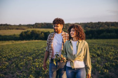 Two agronomists are walking through a soybean field, examining the crops and discussing their growth