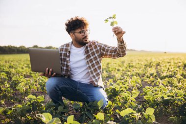 Young agronomist analyzing soybean plants while holding a laptop, immersed in research within a cultivated field at sunset