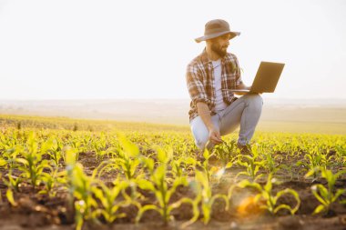 Agronomist crouching in corn field using laptop and inspecting crops at sunset, implementing modern farming techniques