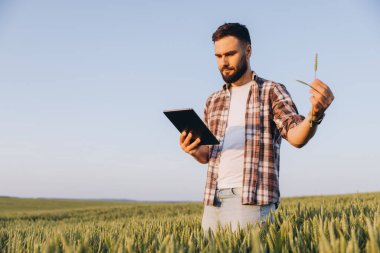 Young agronomist examining a wheat ear and consulting a tablet in a cultivated field, immersed in nature