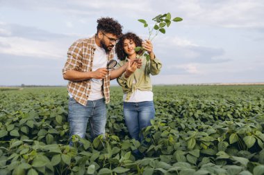 Interracial team of agronomists using magnifying glass and examining soybean plants in cultivated field