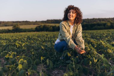 Curly haired female agronomist crouching in cultivated soybean field, inspecting plants and enjoying the sunset