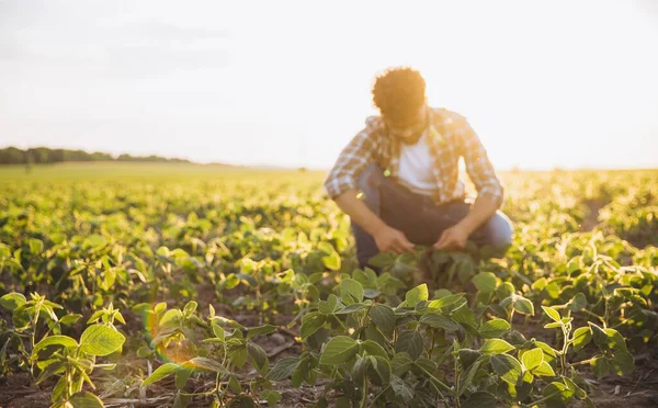 Agronomist crouching in a soybean field, carefully examining crops under the warm glow of golden hour sunlight, showcasing sustainable farming practices