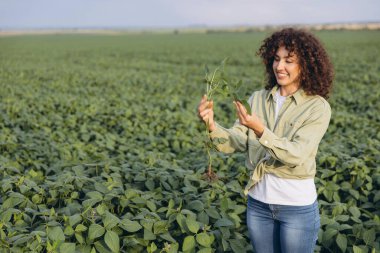 Agronomist holding and examining soybean plant in cultivated field, agriculture and crop protection concept