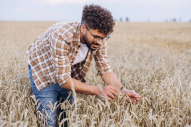 Young agronomist examining wheat ears in golden field, ensuring healthy growth and abundant harvest
