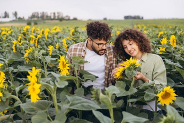 Two agronomists examining sunflowers in a field, checking the health of the crop and the growth of the plants