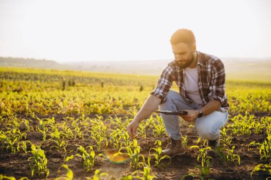 Bearded agronomist crouching in corn field at sunset, holding clipboard and inspecting seedlings