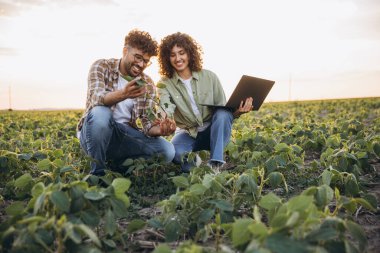 Two smiling agronomists crouching in a soybean field at sunset, examining plants and using a laptop for data analysis