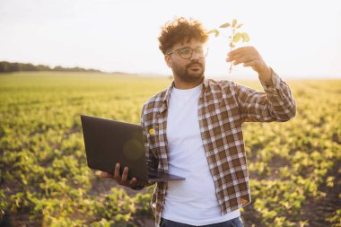 Agronomist analyzing soybean plants while using a laptop for research in a cultivated field during a beautiful sunset