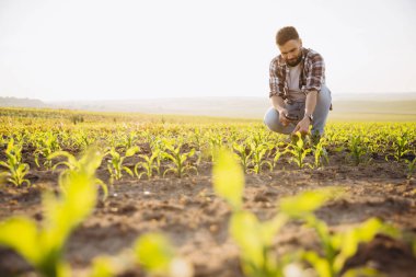 Bearded agronomist crouching in corn field using magnifying glass, examining crops during golden hour sunlight