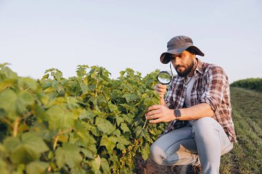 Bearded agronomist analyzing currant bushes with a magnifying glass, performing quality control in an agricultural field