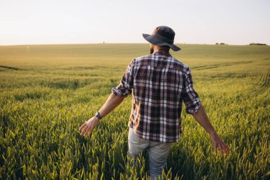 Agronomist walking through a wheat field at sunset, gently touching the lush green ears of grain, appreciating the beauty of nature