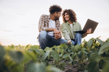 Two agronomists crouching in a soybean field, using a laptop and examining crops, innovating agricultural practices