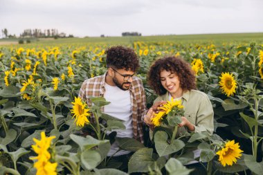 Two agronomists examining sunflowers in a vibrant field, discussing growth patterns and overall health of the blooming crops