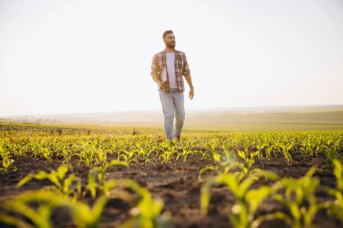 Agronomist walking in corn field holding tablet and inspecting the growth of the plants at sunset