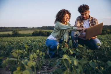 Two agronomists crouching in a lush soybean field, examining plants and consulting a laptop for data analysis and research insights
