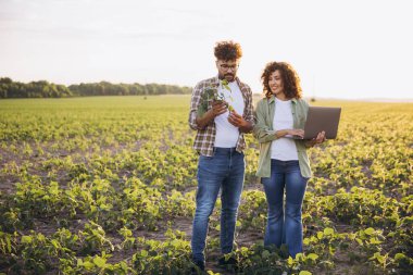 Two agronomists are examining a soybean plant and using a laptop in a cultivated field, performing quality control