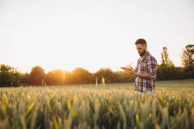 Bearded agronomist writing notes on a tablet while closely inspecting a wheat field during the stunning hues of sunset