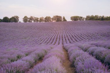 Sersemletici lavanta sıraları, batan güneşin sıcacık parıltısıyla yıkanan hafif eğimli bir tepenin üzerinde büyüleyici bir desen oluşturur.