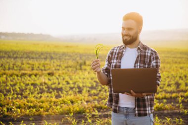 Mısır filizini inceleyen ve dizüstü bilgisayarı tutan gülen tarımcı, günbatımında ekilmiş mısır tarlasında duran, tarımda modern teknolojileri kullanan