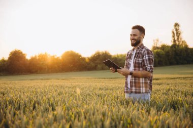 Buğday tarlasında gülen ve tablet kullanan sakallı tarımcı, tarım teknolojisinin tadını çıkarıyor.