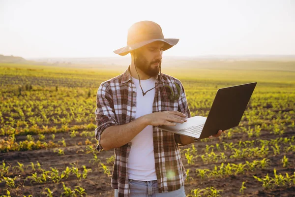Bearded agronomist wearing hat using laptop in corn field at sunset, managing agricultural activity