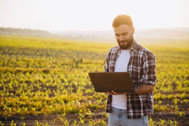 Günbatımında mısır tarlasında dizüstü bilgisayar kullanan sakallı tarımcı, tarım işlerini yönetiyor.