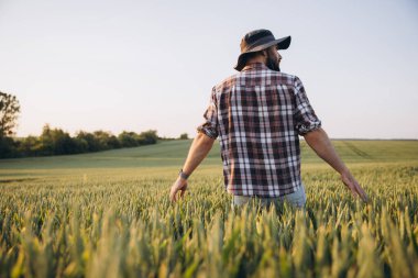 Gün batımında yeşil buğday tarlasında yürüyen sakallı ve şapkalı bir çiftçi elleriyle kulaklarına dokunuyor.