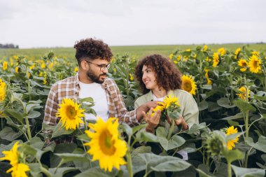 Ayçiçeklerini inceleyen ve geniş bir alanda konuşan iki tarım uzmanı büyümelerini ve sağlıklarını tartışıyor.