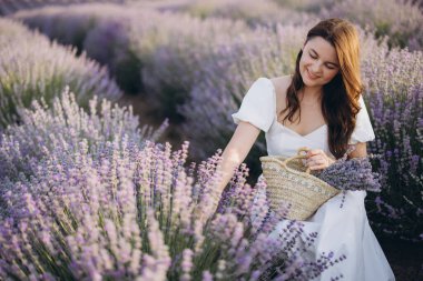 Beyaz elbiseli genç bir kadın güneşli bir yaz gününde güzel bir tarlada lavanta çiçeği topluyor.