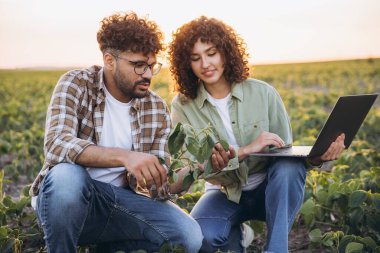 İki tarım uzmanı soya fasulyesi tarlasında diz çöküp bir bitkiyi inceliyor ve gün batımında dizüstü bilgisayar kullanıyorlar.