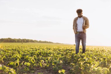 Agronomist walking through a soybean field at sunset, inspecting crops while jotting down notes in a notebook, reflecting on growth and sustainability