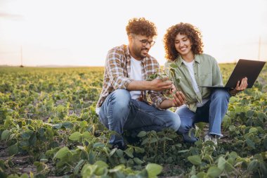 Two agronomists squatting in a soybean field, closely examining a plant while analyzing data on a laptop, showcasing their expertise in agriculture