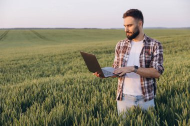 Bearded agronomist using laptop while standing in a green wheat field, managing and controlling his crops