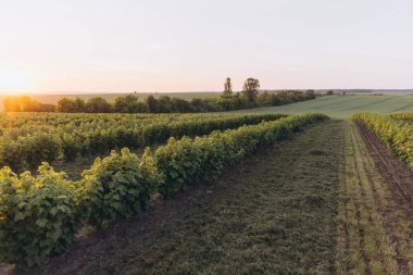 Sıcak gün batımı ışığı kuşüzümü sıralarını dingin bir tarımsal ortamda yıkıyor, canlı renkler ve dinginliğin huzurlu bir manzarasını yaratıyor.