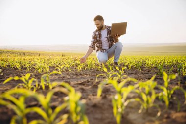 Young agronomist analyzing corn crops using laptop in cultivated field, implementing innovative technology in agriculture