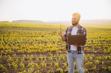 Bearded agronomist examining corn sprout and using laptop for analysis in cultivated corn field at sunset, implementing modern technologies in agriculture
