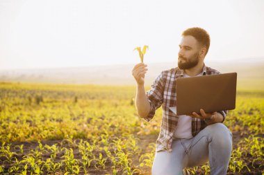 Bearded agronomist analyzing corn sprout and holding laptop, performing quality control in agricultural field at sunset