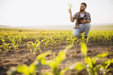 Agronomist crouching in a corn field, holding a plant and tablet, inspecting crops under the warm glow of a sunset sky