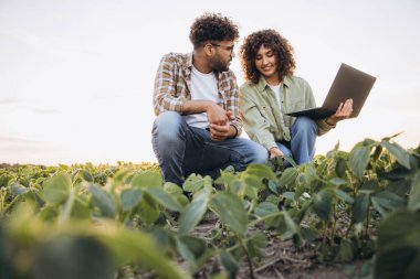 Two agronomists crouching in a soybean field, examining plants and using a laptop for analysis