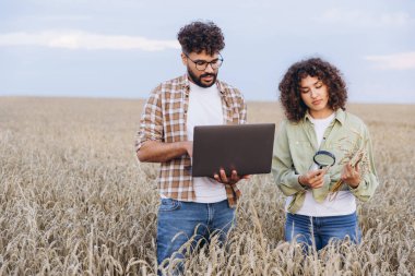 Two agronomists analyzing wheat spikes with a magnifying glass and laptop, collaborating in a cultivated field under a summer sky