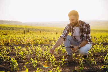 Agronomist crouching in a corn field, using a tablet to inspect crops while enjoying the warm glow of sunset over the landscape