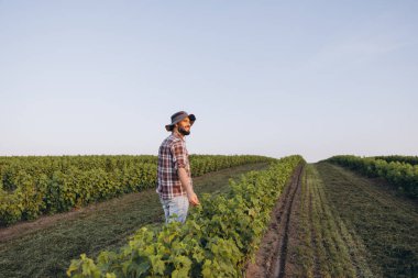 Bearded farmer walking and checking currant bushes in his cultivated plantation during a sunny summer afternoon
